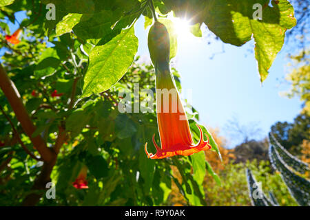 Fiore Brugmansia sanguinea angeli trombe nome comune Foto Stock