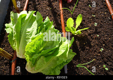 Appena raccolte le lattughe in un frutteto a Urban garden Foto Stock