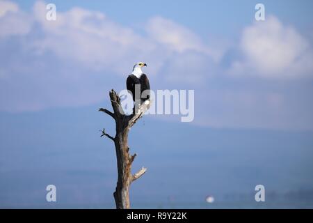 African fish eagle siede su deadwood presso il lago Naivasha Foto Stock