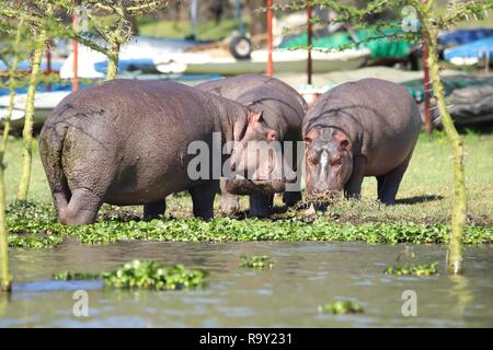 Gli ippopotami che in piedi molto vicino a un luogo di stoccaggio per barche sul lago Naivasha Foto Stock