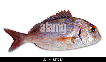 Snapper cattura di pesce rosso fresco colore rosa Lutjanus campechanus Foto Stock