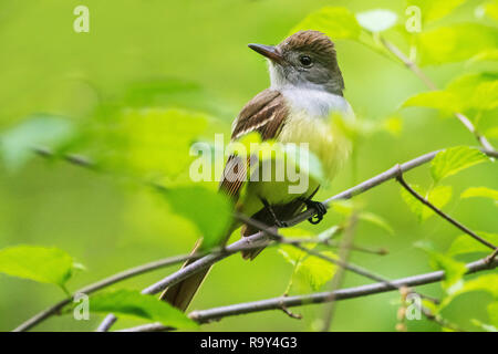 Grande-crested flycatcher in primavera con vegetazione di boschi Foto Stock