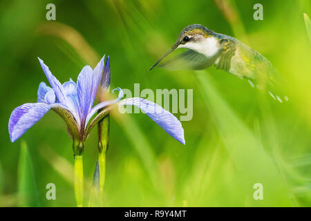 Femmina di ruby-throated hummingbird e bandiera blu iris Foto Stock