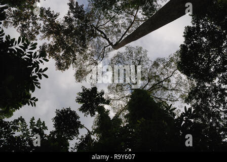 Borneo albero della foresta pluviale vista a baldacchino della parte superiore dal basso. Questo nell'albero di shorea sul dell'albero più alto nella foresta pluviale tropicale del Borneo. Foto Stock