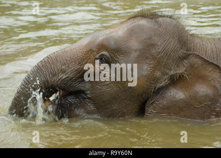 Il Borneo Elefante, chiamato anche il Borneo elefante pigmeo è una sottospecie di elefante asiatico che abita il nord-est Borneo, in Malaysia. Foto Stock