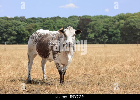 Marrone/bianco macchiato Cholistani bull in un campo con bordo di foresta sullo sfondo. Foto Stock