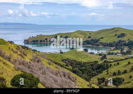 Manaia, Waikato, Penisola di Coromandel, Isola del nord, Nuova Zelanda Foto Stock