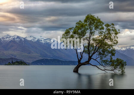 Wanaka, Otago, Queenstown Distretto dei Laghi, Isola del Sud, Nuova Zelanda Foto Stock