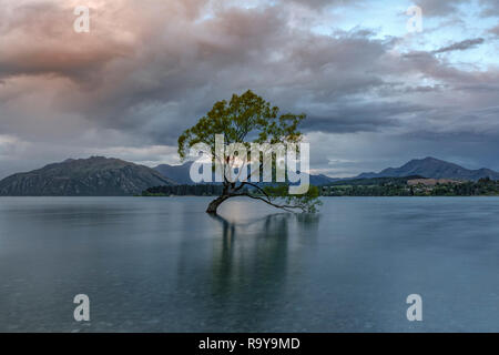 Wanaka, Otago, Queenstown Distretto dei Laghi, Isola del Sud, Nuova Zelanda Foto Stock