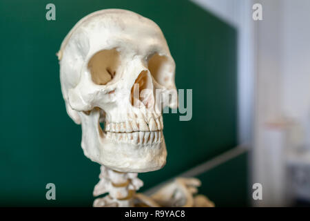 Un modello di scheletro si trova di fronte a una lavagna Foto Stock