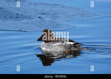 Femmine di anatra goldeneye o Bucephala clangula hen nuoto in acque aperte sul gelido inverno lago Foto Stock