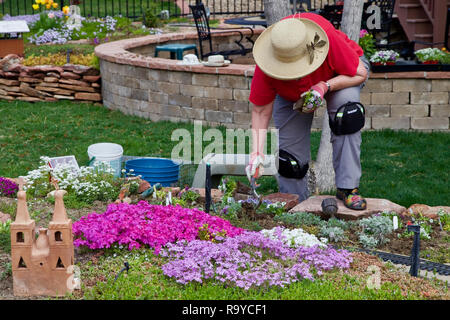 Una donna giardiniere è inginocchiato nel suo railroad flower garden piantare piante annue con tanta concentrazione. Foto Stock