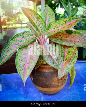 Fancy lasciato Caladium in pentola decorare impianto a casa / regina delle piante frondose piante ornamentali Foto Stock