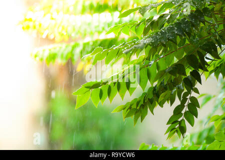 La pioggia di natura / foglia verde con pioggia cade gocce di sfondo - Foglie di star uva spina albero Foto Stock