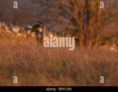 Un breve selvatici Eared gufo comune (asio flammeus) vola fuori con un vole nella sua talons " su Cotswolds praterie in luce dorata al tramonto, Gloucestershire Foto Stock