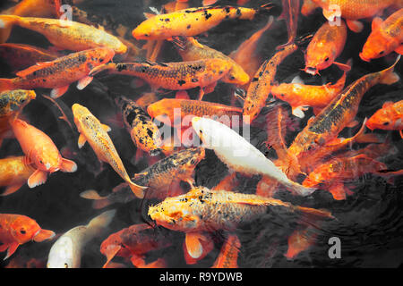 Molti pesci koi in uno stagno nella città imperiale di Hue, Vietnam Foto Stock