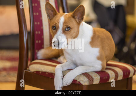 Piscina ritratto di basenji cane in appoggio su un striped sedia umana Foto Stock