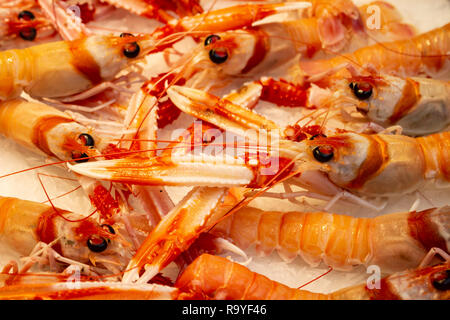 Gamberetti freschi appena pescato. Marine proteine alimentari di origine animale. Foto Stock