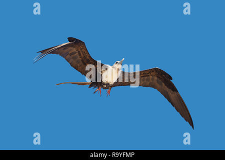 Giovane femmina adulta Fregata magnificens magnifico frigatebird battenti sul cielo blu sullo sfondo Foto Stock