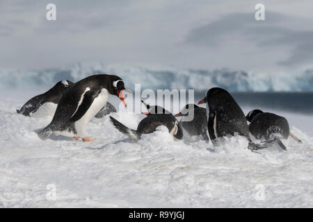 L'Antartide, Gerlache Strait, Palmer arcipelago, isola Wiencke, Damoy Point. La nidificazione dei pinguini di Gentoo in lavori di soffiaggio della neve. Foto Stock