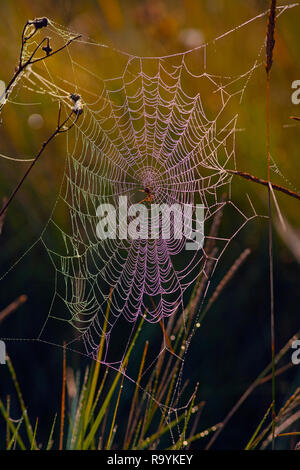 Giardino Spider Araneus diadamatus Norfolk Settembre Foto Stock