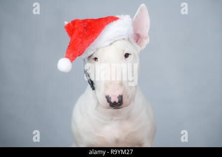 Bull terrier cane con santa hat sul Natale Foto Stock