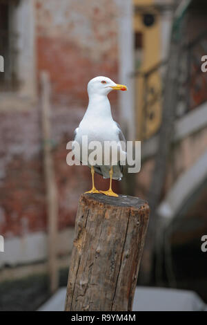 Campiello del Piovàn, Santa Croce, Venice, Italy: a seagull perches on a mooring post in the Rio di Zan Degola Foto Stock