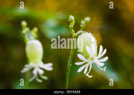 Giardino esterno con piccolo fiore bianco la produzione di sementi di grandi dimensioni testata Foto Stock