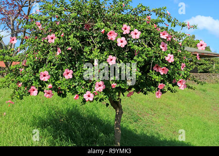 Fioritura ibisco rosa albero sull'Isola di Pasqua, Cile, Sud America Foto Stock