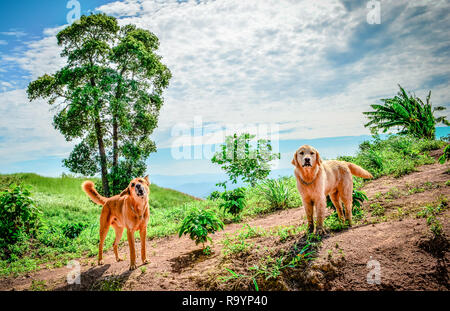 Paesaggio di cane / il cane abbaia e permanente sulla vista collina di albero e lo sfondo di montagna Foto Stock