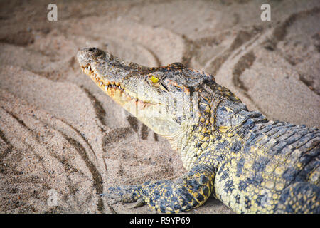 Crocodile sdraiati sulla sabbia / grande coccodrillo di acqua dolce in fattoria Foto Stock