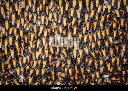 Le api di sfondo - un sacco di api sul nido / Close up insetto nido di api messa a fuoco selettiva Foto Stock