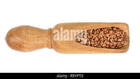 Fenugreek semi nel convogliatore di legno isolato su sfondo bianco vista dall'alto. Foto Stock