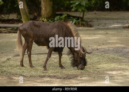 Nero GNU, aka White Tailed gnus, sono genere di antilopi, Connochaetes Foto Stock
