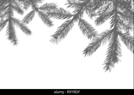 Inverno sfondo del ramo di ombre di fer albero su una parete bianca. Il bianco e il nero per la sovrapposizione di una foto o di un mockup Foto Stock