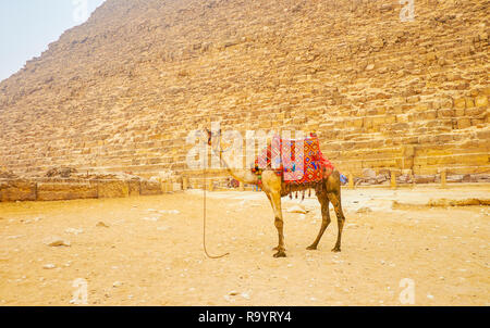 Il giovane imbrigliato camel si erge a parte altri cammelli e cameleers durante il riposo nel complesso di Giza in Egitto Foto Stock