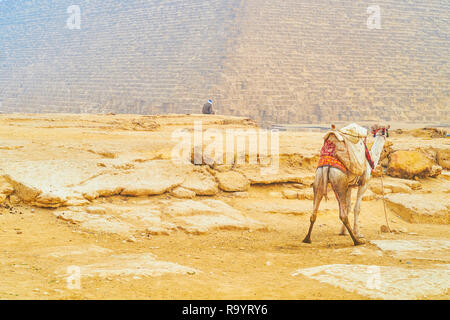 Il giovane cammello nel tradizionale cablaggio beduino, sorge accanto alla Piramide di Giza in Egitto Foto Stock