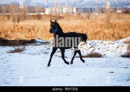 Bellissimo cavallo nero nella neve Foto Stock