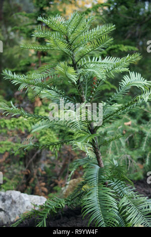 Wollemia nobilis (Wollemi Pine) Foto Stock