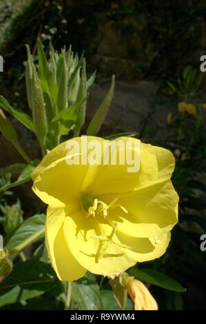 Oenothera biennis; enotera nel giardino cottage vicino Walenstadt, Alpi Svizzere Foto Stock