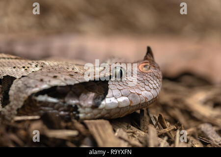 Gaboon viper, Bitis gabonica, vista laterale della testa Foto Stock