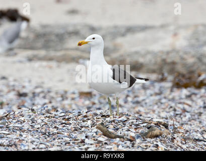 Cape gull,Larus vetula,Cape Town, Sud Africa Foto Stock