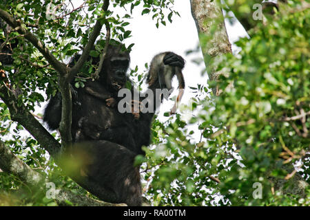 Scimpanzé orientale (Pan troglodytes schweinfurthii) alimentazione su ucciso Colobus Monkey, flusso di Gombe. Parco Nazionale, Tanzania Foto Stock