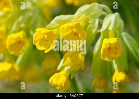 Cowslip (primula veris), in prossimità di una fioritura delle piante di più. Foto Stock