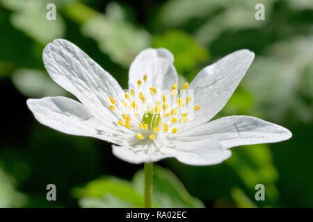 Legno (Anemone Anemone nemorosa ,), noto anche come Windflower, una chiusura di un unico fiore. Foto Stock