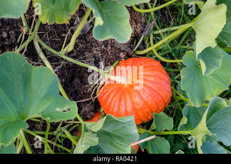 Rouge d'Estampe Zucche crescono su un riparto, REGNO UNITO Foto Stock