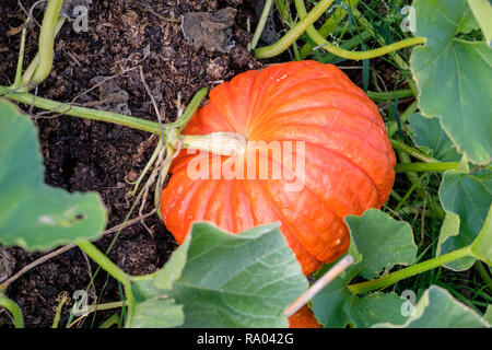 Rouge d'Estampe Zucche crescono su un riparto, REGNO UNITO Foto Stock