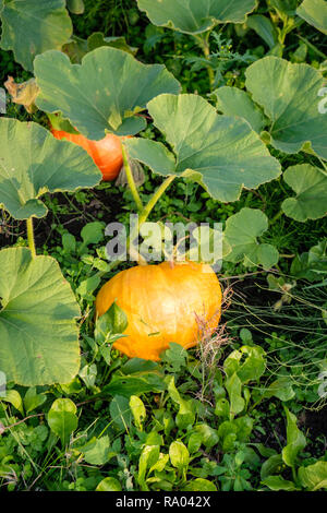 Rouge d'Estampe Zucche crescono su un riparto, REGNO UNITO Foto Stock