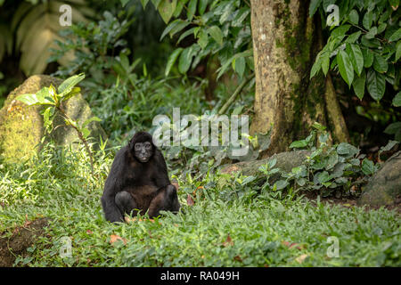 A testa nera spider monkey siede sulla terra, guardando verso la telecamera. Foto Stock