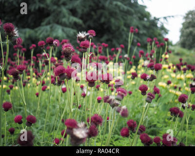 Red brook thistle fiorisce in un giardino Foto Stock